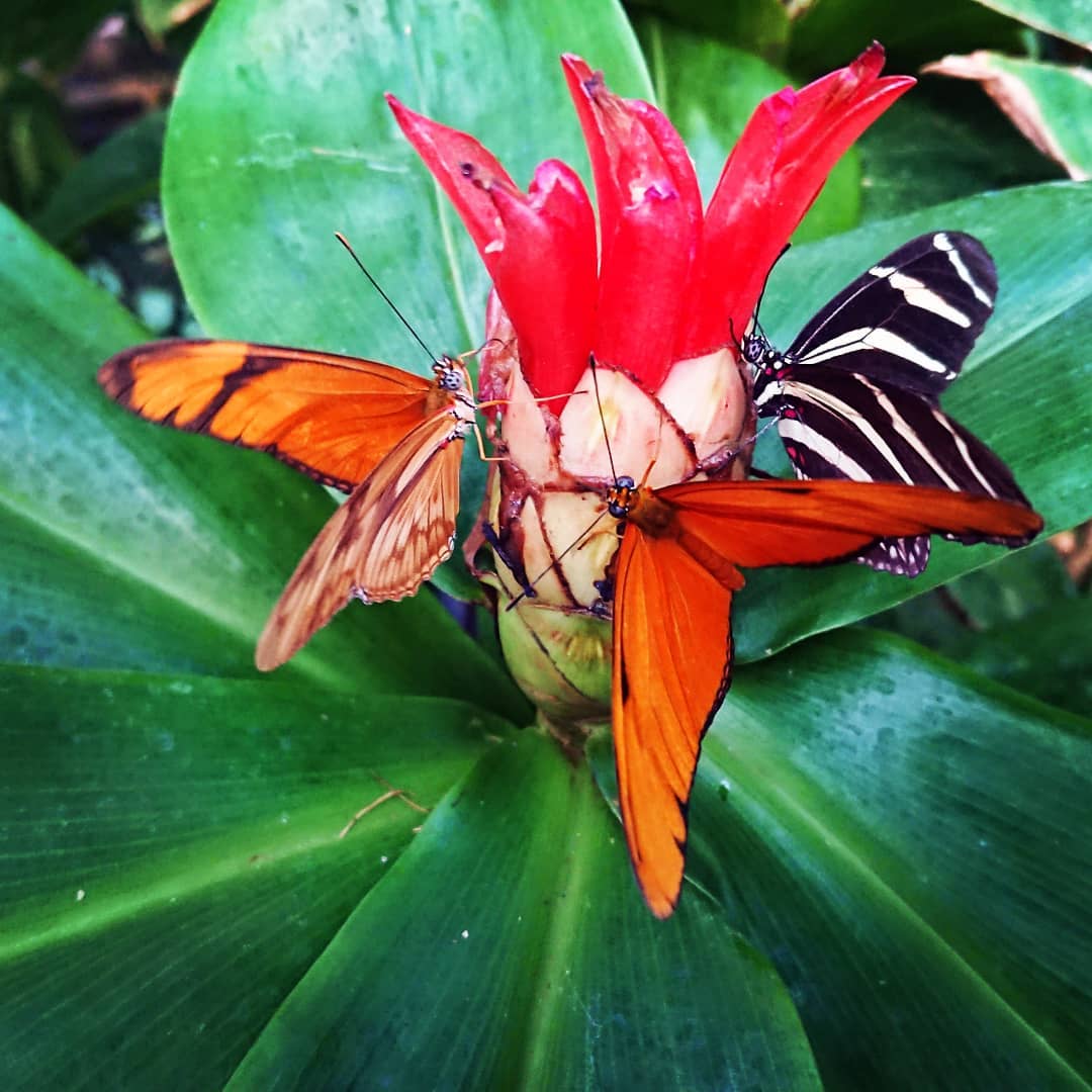 Foto: Instagram.com/botanical_garden_upjs_kosice